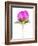 Peony Bud-Barbara Lutterbeck-Framed Photographic Print