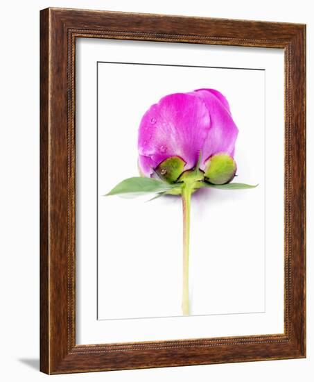 Peony Bud-Barbara Lutterbeck-Framed Photographic Print