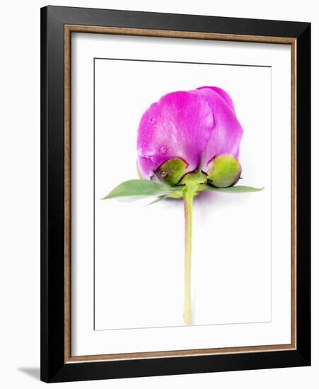Peony Bud-Barbara Lutterbeck-Framed Photographic Print