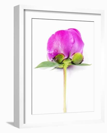 Peony Bud-Barbara Lutterbeck-Framed Photographic Print