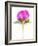 Peony Bud-Barbara Lutterbeck-Framed Photographic Print