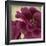 Peony Dusk II-Linda Wood-Framed Art Print