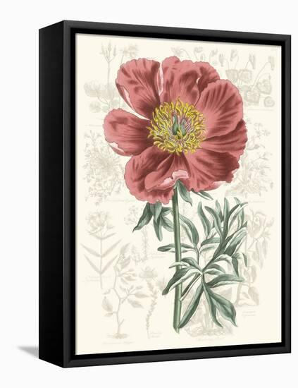 Peony Flower Garden IV-Vision Studio-Framed Stretched Canvas
