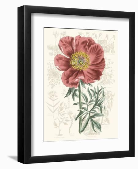 Peony Flower Garden IV-Vision Studio-Framed Premium Giclee Print