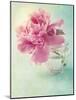 Peony Flower in a Vase-egal-Mounted Photographic Print