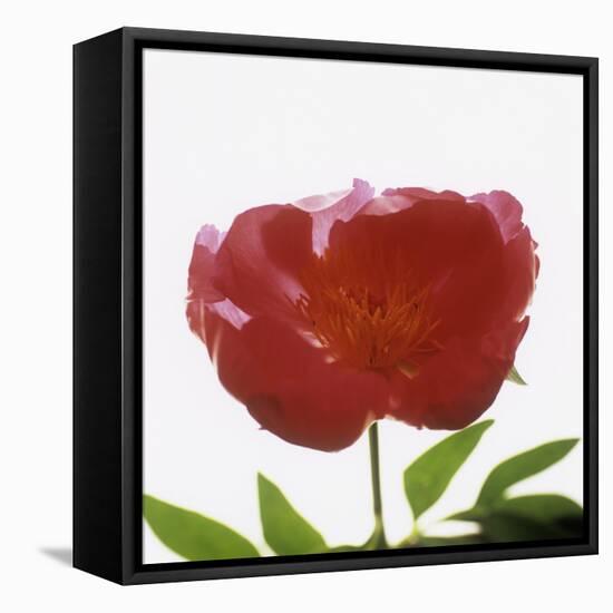 Peony Flower (Paeonia Sp.)-Cristina-Framed Premier Image Canvas