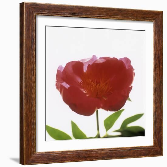 Peony Flower (Paeonia Sp.)-Cristina-Framed Premium Photographic Print