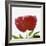 Peony Flower (Paeonia Sp.)-Cristina-Framed Premium Photographic Print