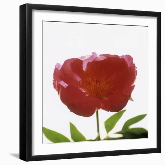 Peony Flower (Paeonia Sp.)-Cristina-Framed Premium Photographic Print