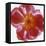 Peony Flower (Paeonia Sp.)-Cristina-Framed Premier Image Canvas