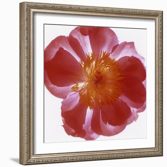 Peony Flower (Paeonia Sp.)-Cristina-Framed Premium Photographic Print