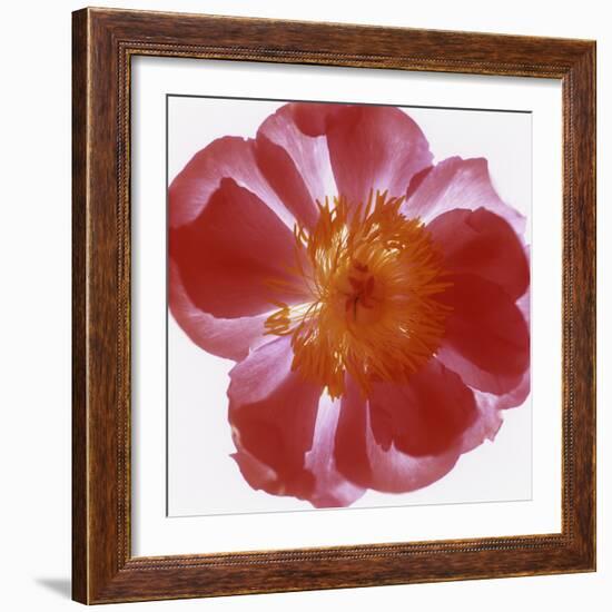 Peony Flower (Paeonia Sp.)-Cristina-Framed Premium Photographic Print