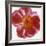 Peony Flower (Paeonia Sp.)-Cristina-Framed Premium Photographic Print