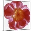 Peony Flower (Paeonia Sp.)-Cristina-Mounted Premium Photographic Print