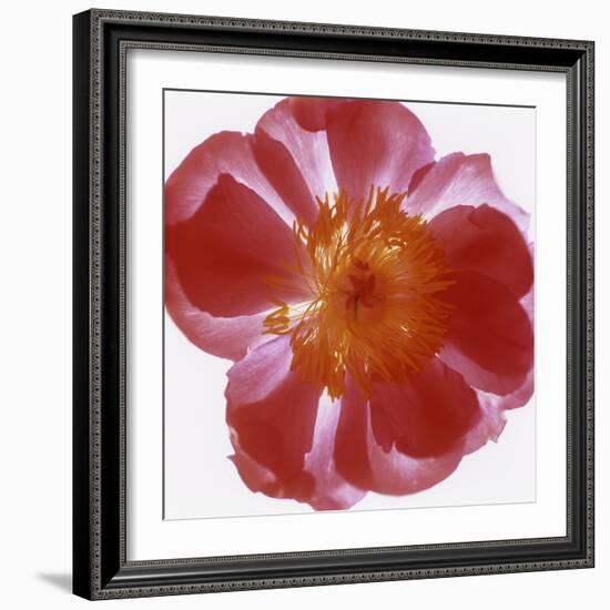 Peony Flower (Paeonia Sp.)-Cristina-Framed Premium Photographic Print