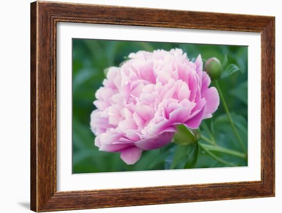 Peony Flower-Maria Mosolova-Framed Photographic Print