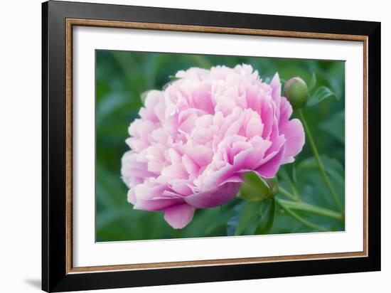 Peony Flower-Maria Mosolova-Framed Photographic Print