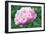 Peony Flower-Maria Mosolova-Framed Photographic Print