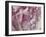 Peony Focus-Assaf Frank-Framed Giclee Print