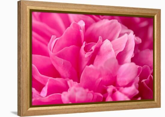 Peony Fragrance-Philippe Sainte-Laudy-Framed Premier Image Canvas