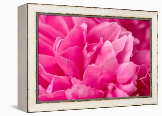 Peony Fragrance-Philippe Sainte-Laudy-Framed Premier Image Canvas