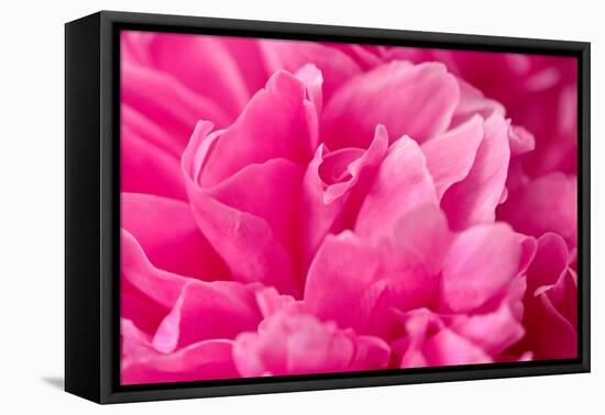 Peony Fragrance-Philippe Sainte-Laudy-Framed Premier Image Canvas