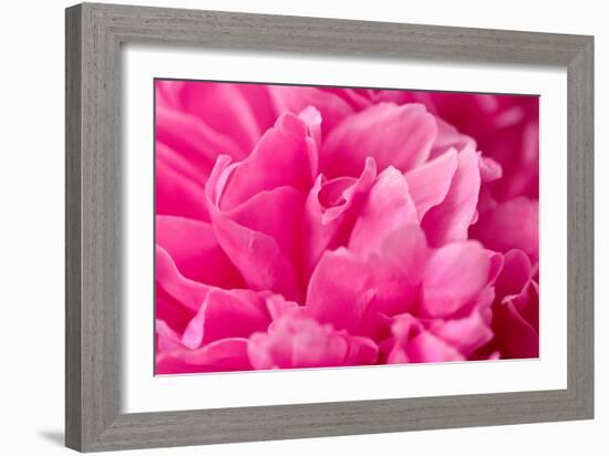 Peony Fragrance-Philippe Sainte-Laudy-Framed Photographic Print