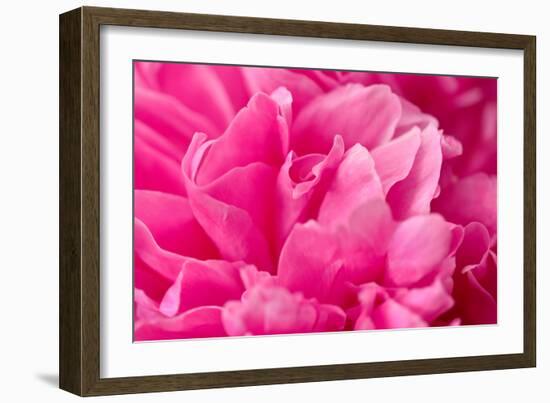 Peony Fragrance-Philippe Sainte-Laudy-Framed Photographic Print