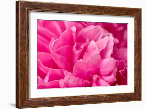 Peony Fragrance-Philippe Sainte-Laudy-Framed Photographic Print