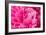 Peony Fragrance-Philippe Sainte-Laudy-Framed Photographic Print