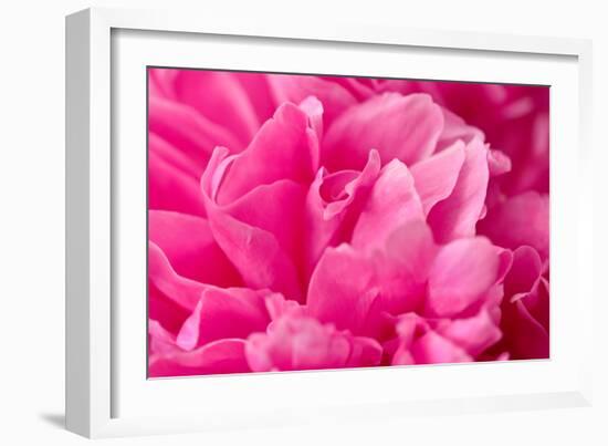 Peony Fragrance-Philippe Sainte-Laudy-Framed Photographic Print