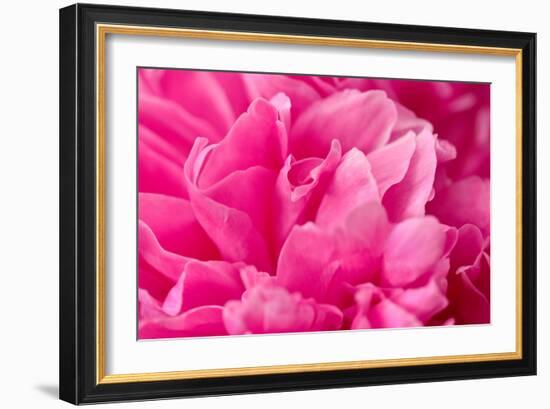 Peony Fragrance-Philippe Sainte-Laudy-Framed Photographic Print