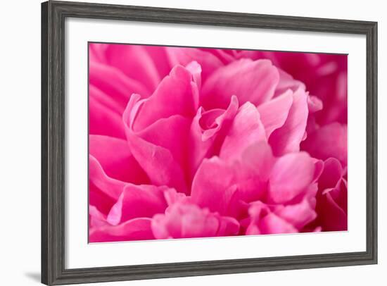 Peony Fragrance-Philippe Sainte-Laudy-Framed Photographic Print