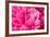 Peony Fragrance-Philippe Sainte-Laudy-Framed Photographic Print