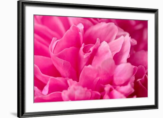 Peony Fragrance-Philippe Sainte-Laudy-Framed Photographic Print