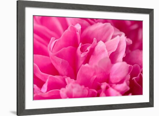 Peony Fragrance-Philippe Sainte-Laudy-Framed Photographic Print