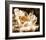 Peony II-Christine Zalewski-Framed Art Print