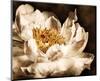 Peony II-Christine Zalewski-Mounted Art Print