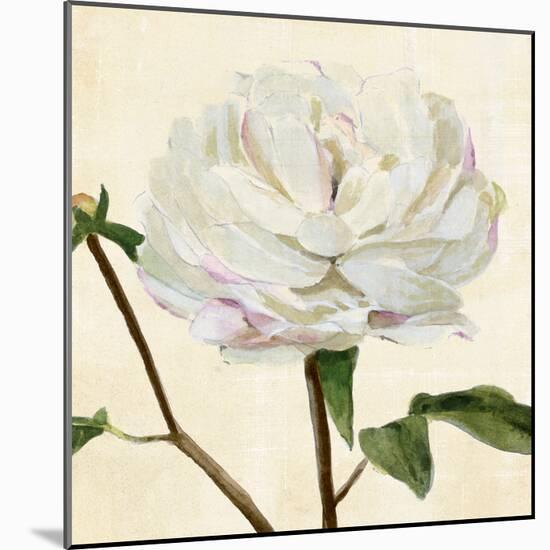 Peony in Bloom I-Annie Warren-Mounted Art Print