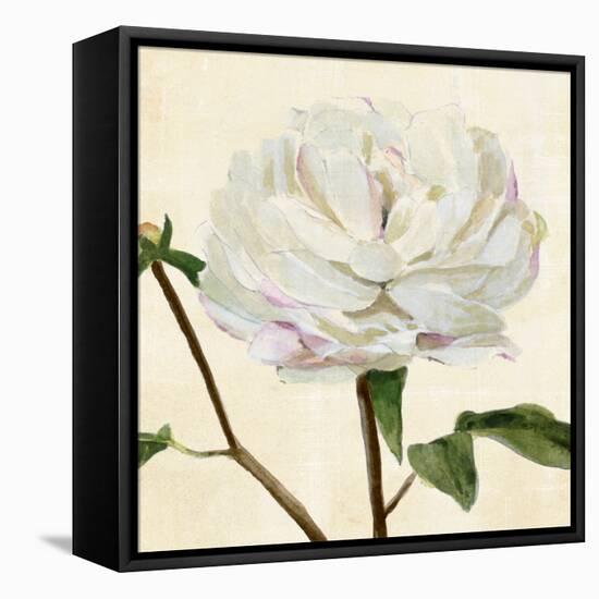 Peony in Bloom I-Annie Warren-Framed Stretched Canvas