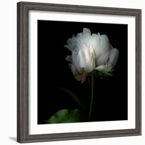 Peony in Heavenly White-Magda Indigo-Framed Photographic Print