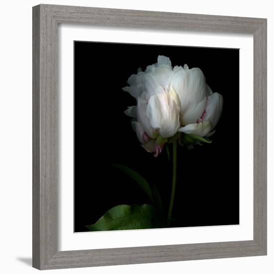 Peony in Heavenly White-Magda Indigo-Framed Photographic Print