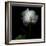 Peony in Heavenly White-Magda Indigo-Framed Photographic Print