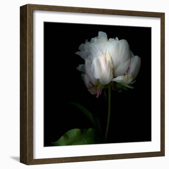 Peony in Heavenly White-Magda Indigo-Framed Photographic Print