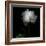 Peony in Heavenly White-Magda Indigo-Framed Photographic Print