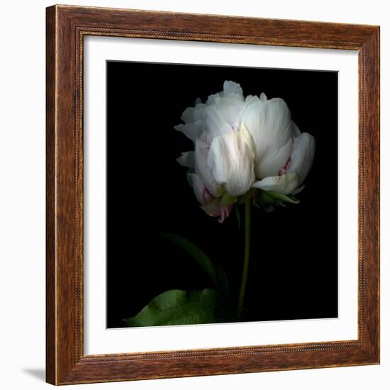 Peony in Heavenly White-Magda Indigo-Framed Photographic Print