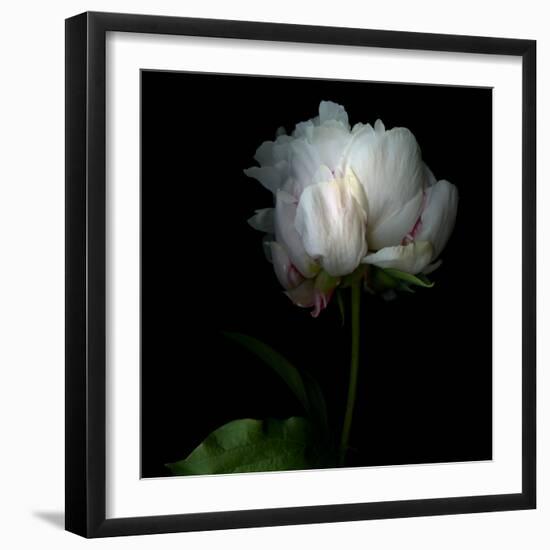 Peony in Heavenly White-Magda Indigo-Framed Photographic Print