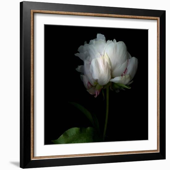 Peony in Heavenly White-Magda Indigo-Framed Photographic Print