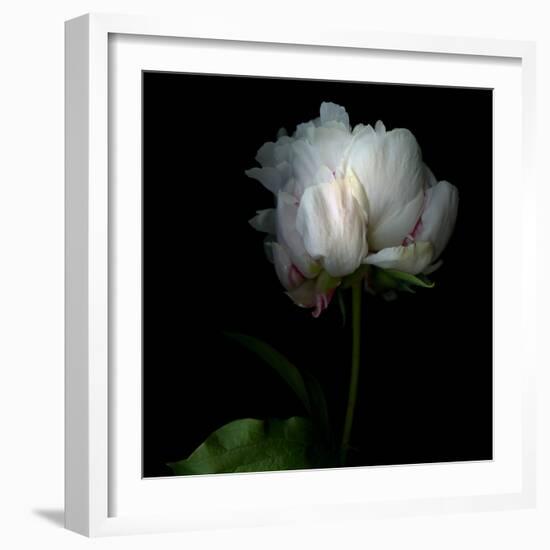 Peony in Heavenly White-Magda Indigo-Framed Photographic Print