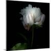 Peony in Heavenly White-Magda Indigo-Mounted Photographic Print